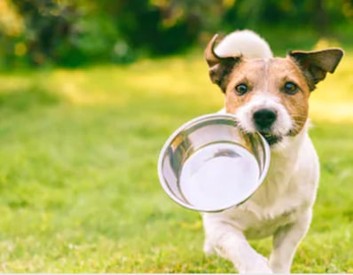 Empty dog food bowl